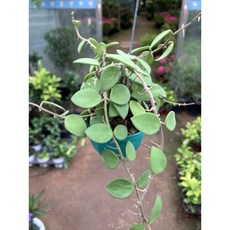 박씨농원 호야 말리, 1개