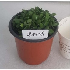 풍난/동양난/콩짜개난/고급콩난작품용/풍란/동양란/취미난/그린난농원, 1개