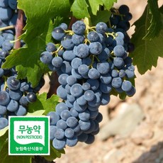 국내산 무농약 블랙펄 포도 1kg 씨없는 고당도 프리미엄 SG 블랙사파이어 가지포도, 없음, 없음, 상세설명 참조