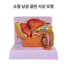 생식기관 입체 모형 골반 신체 생식기학 과 교육 구조 모델 난소 해부, 소형 남성 골반 시상