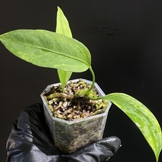 무늬 안스리움 비타리폴리움 바리에가타 (동일품배송)