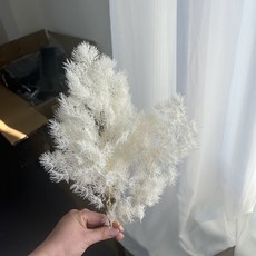 UMJI 羽毛草大份量 不凋花羽毛草 永生花 夢幻草 乾燥花 插花 DIY 手作 花藝, 白色蓬萊松（18g左右）