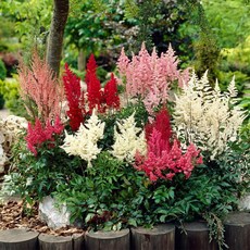 어린모종 아스틸베 쇼스타 혼합(노루오줌 소형종) 8cm 네개셋트 KC051