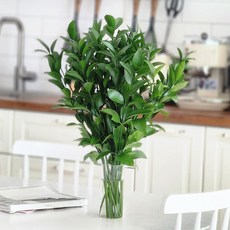 그리니움 루스커스 생화 꽃다발, 혼합, 20개, 20줄기