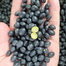 25년산 새바람서리태콩/서리태콩/국산서리태/새바람서리태, 1개, 1kg