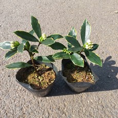 무늬 천리향 (흰색)2개묶음