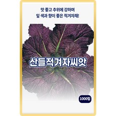 산들 적겨자 씨앗 1000립 추위에 강한 향이 좋은 적겨자씨 종자, 1개