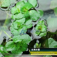 AC草影 台灣水龍 漂浮水草, 1個
