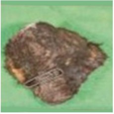 교과서 핵심광물표본(자철석) hs-2063/ 20X30mm