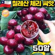 [양질 4J급라지]전수입 칠레산 체리 씨앗 칠레 육종기지 8호 쉬운재배, 50개