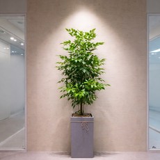 녹보수 대형 (당일배송) 개업식 집들이화분선물 전국화분배달 승진 축하 실내공기정화식물 개업화분 개업축하화분, 대형)녹보수, 1개