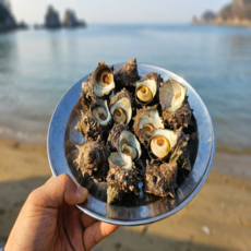 [A급] 해녀가 직접 잡아 싱싱한 통영 뿔소라, 1개, 1kg