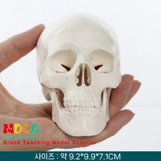 두개골 뇌모형 인체 해부학 교육 분리 해부 해골, 미니어처 원색 작은 두개골 모델 MTG001