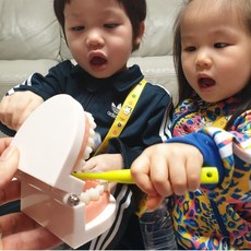 치아모형 양치교육 구강관리 실습교구 치아구조 학습용모형 교육용도구