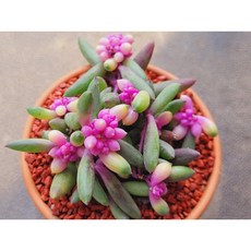 다육식물 루비네크라인 (진주목걸이)토분에 심은 다육이 분갈이 필요없는 다육화분 홈가드닝 카페 사무실 소품 장식품 공기정화식물 화분째 배송합니다. 로뎀다육