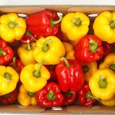 국내산 빨강 노랑 혼합 파프리카 1-10kg, 파프리카1kg, 1개, 파프리카1kg