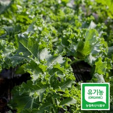세모농 국내산 유기농 케일 곱슬 컬리케일 즙용, 1kg, 1박스