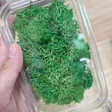 永生苔草 馴鹿苔 挪威進口moss，DIY玻璃盅微景觀素材，生態瓶裝飾，持久保鮮, 01