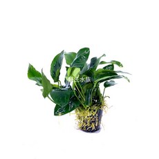 小榕 陰性水草 造景 水族 水下葉 蘇氏水族, 1個