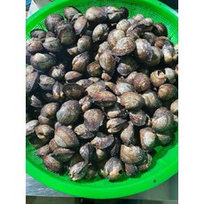 국산 피꼬막 3kg 35미내외 꼬막무침 꼬막찜용