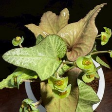 布楚禮 彩葉麒麟世界樹系列422，獨特彩葉設計，輕鬆打造節慶氛圍