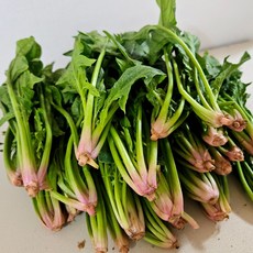 영태팜] 국산 시금치 섬초 보물초 포항초, 1개, 1kg