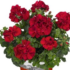 어린모종 제라늄 8cm분 56종, 아이비11 메디오 칼로리나 다크레드, 1개