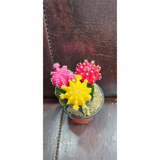 팅커벨 비화옥3색선인장, 1개