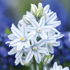 [풀떼기] 푸스키니아 구근 / 네덜란드 직수입, 푸스키니아 0920. 리바노티카 5구