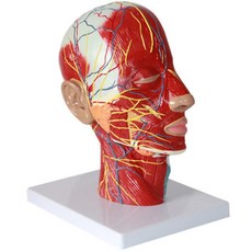 얼굴 단면 혈관 신경 근육구조 인체모형 교재 머리 위치 교구 해부모형 역할 의료기관 보건용 보건실 병원