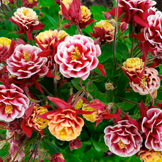 장미매발톱 윙키더블 레드화이트 아킬레기아 노지월동 숙근 10cm 포트