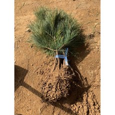 광일농원 반송 접목묘 5개, 반송나무