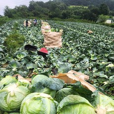 제주도 양배추 산지직송 실중량 신선 위건강 식이섬유, 1박스, 5kg