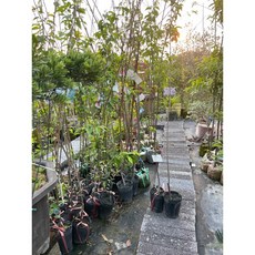 霏霏園藝 櫻花盆栽, 4-5吋500, 1個