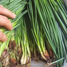 알싸하고 달큼한 맛 산지직송 국내산 실파 잔파 햇쪽파 흙쪽파, 1박스, 1kg