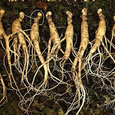 장뇌삼7년근 10뿌리(110g)선물포장, 1박스, 110g