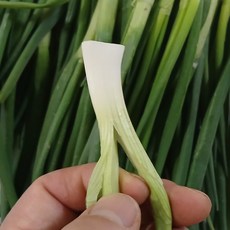 [농수산 장터] 깐쪽파 300g 500g 1kg, 1개, 750g