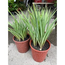 霏霏園藝 晚香芋盆栽，清新香氣淨化居家空氣, 1個