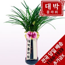 대박플라워 철골 동양란 승진선물 발령 취임 영전 이전 개업선물 행사 부모님선물 전국꽃배달, 1개