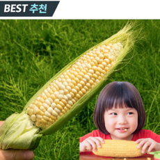 [한정특가] 국내산 고당도 초당옥수수 산지직송, 1박스, 특품(14~16cm) 5개
