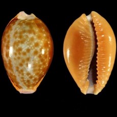 처녀개오지 (Naria helvola) 조개 껍데기 소라 껍질 박제 표본, helvola 2cm 전후