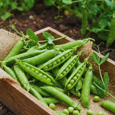 완두콩 햇 노지 재배 산지직송 봄 제철 생완두콩, 1개, 2kg