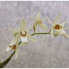 羅河貝母蘭/容易栽培的原種/蝴蝶蘭環境/不定期開花/2.5吋山採馴化