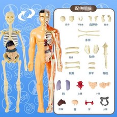 廢物專賣店 人體器官骨骼模型套裝 DIY科學早教組裝玩具 益智學生科教用品 仿真人體器官模型 交換禮物/生日禮, 1個, 全身人體模型