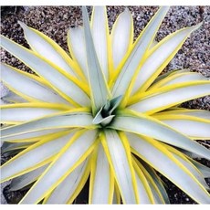 霏霏園藝銀河旅人龍舌蘭新品種，獨特紋理，易於照料，點亮居家空間, 1個