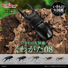萬代 生物大圖鑑 鍬形蟲 08 扭蛋 - 全5款 扁鍬形蟲 長牙鍬甲 鹿角鍬形蟲 環鍬形蟲, 1個