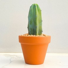 용심목 다육식물 선인장 농장직송 산아래 다육이 생명력최고 키우기쉬운 공기정화 전자파차단, 1개