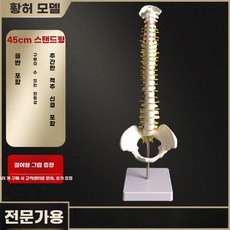 척추 모형 골절 교정 연습용 장식품 성인 요추 직립형, 45cm-골반