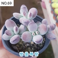 다육식물- 희귀 다육 100가지 모아보기, 1개