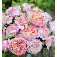 馬內 7-8吋盆 可灌木 可蔓性爬藤 適合新手, 淺黃色、粉色條紋